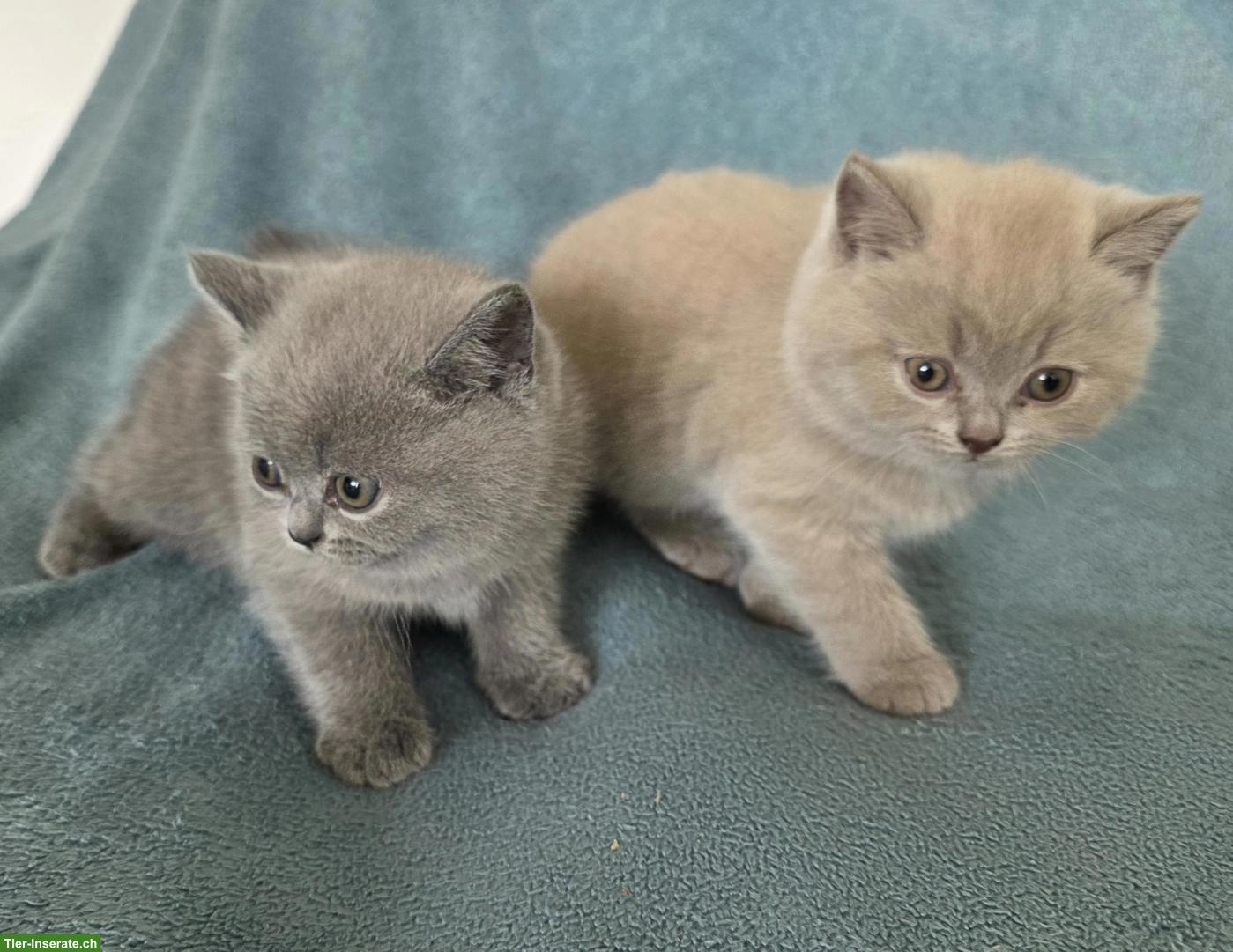 Bild 4: 2 BKH Kitten (Britisch Kurzhaar Katzen, Männchen), blau - graue Augen