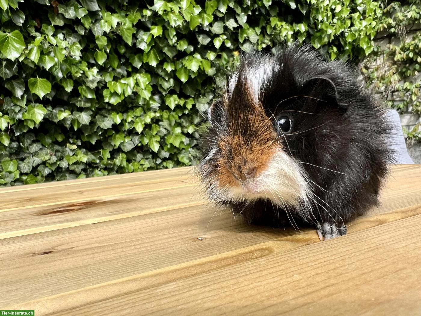 Junges Meerschweinchen Männchen sucht neues Zuhause