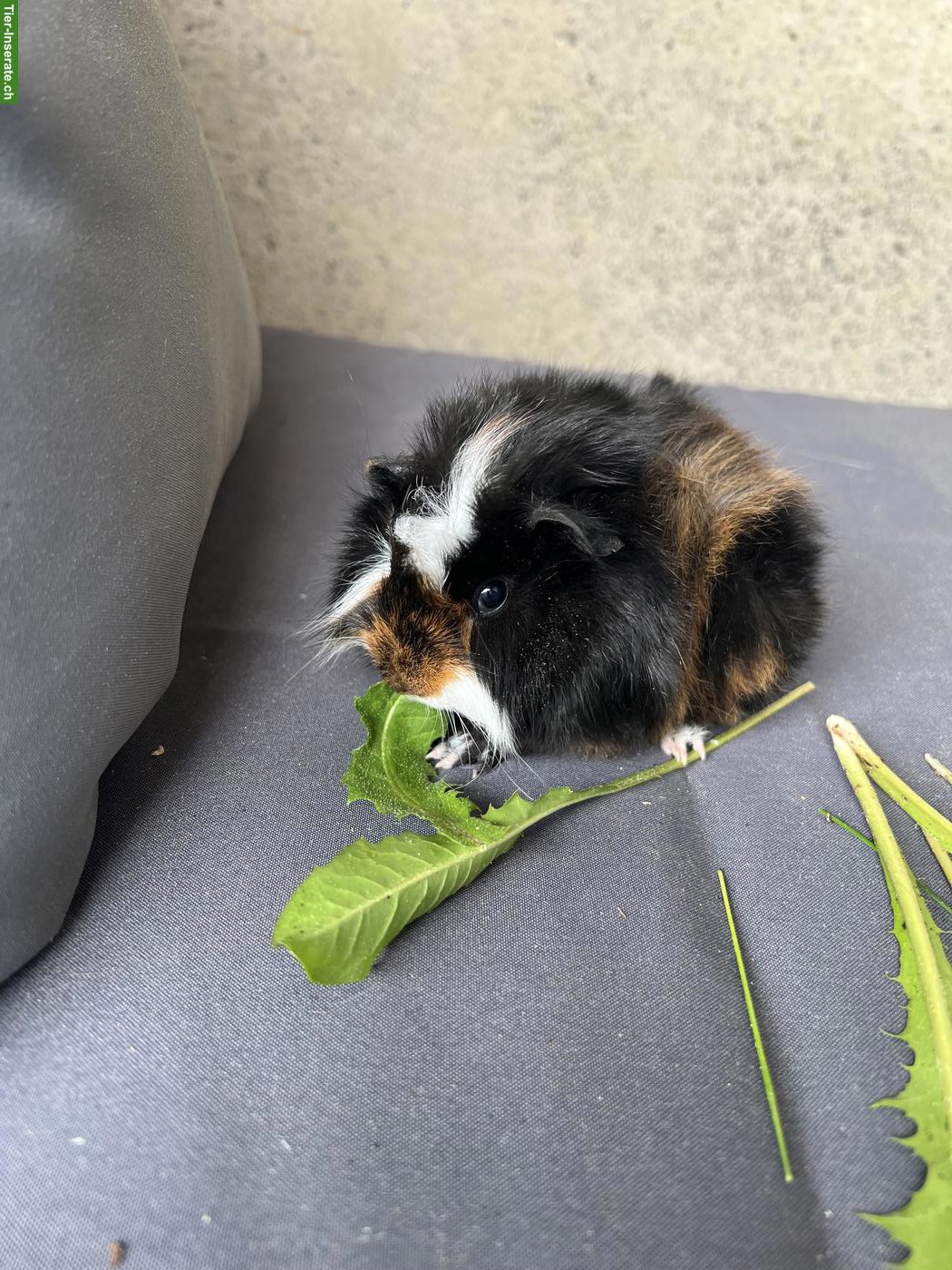 Bild 2: Junges Meerschweinchen Männchen sucht neues Zuhause