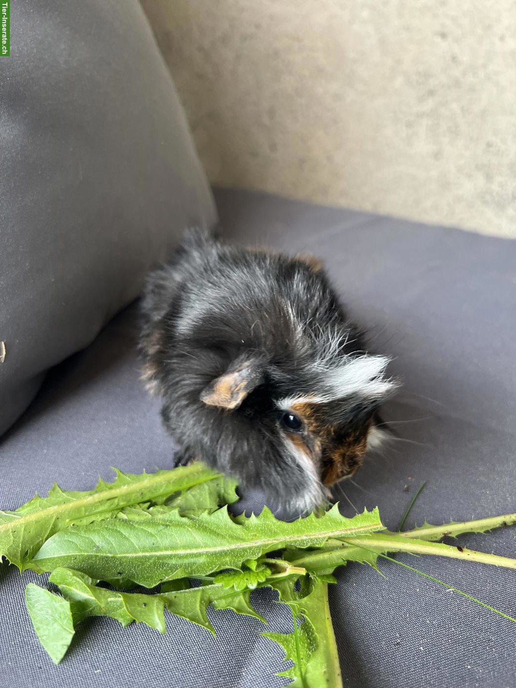 Bild 4: Junges Meerschweinchen Männchen sucht neues Zuhause