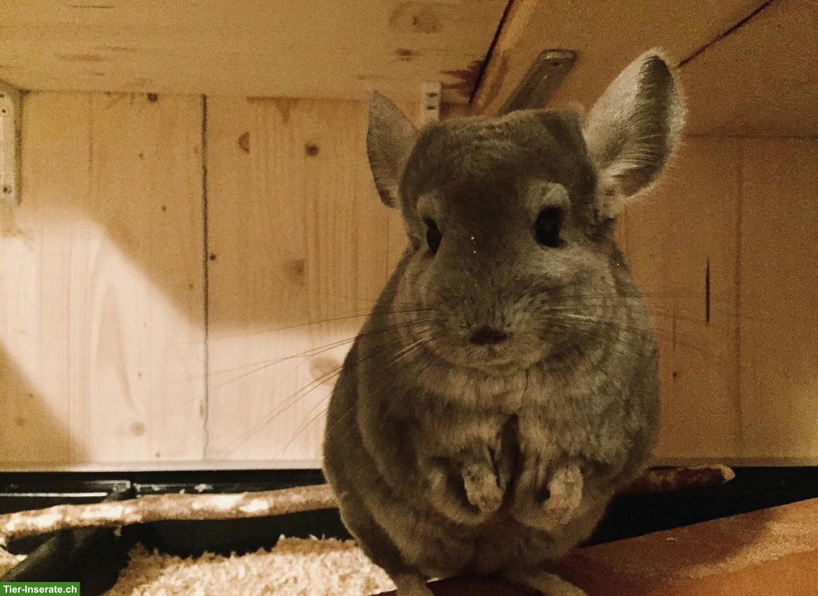 Chinchilla Afro Violett mit Stammbaum
