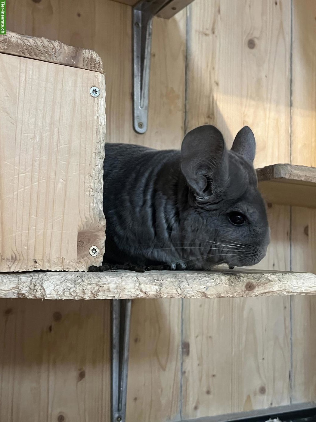 Bild 2: Chinchilla Afro Violett mit Stammbaum