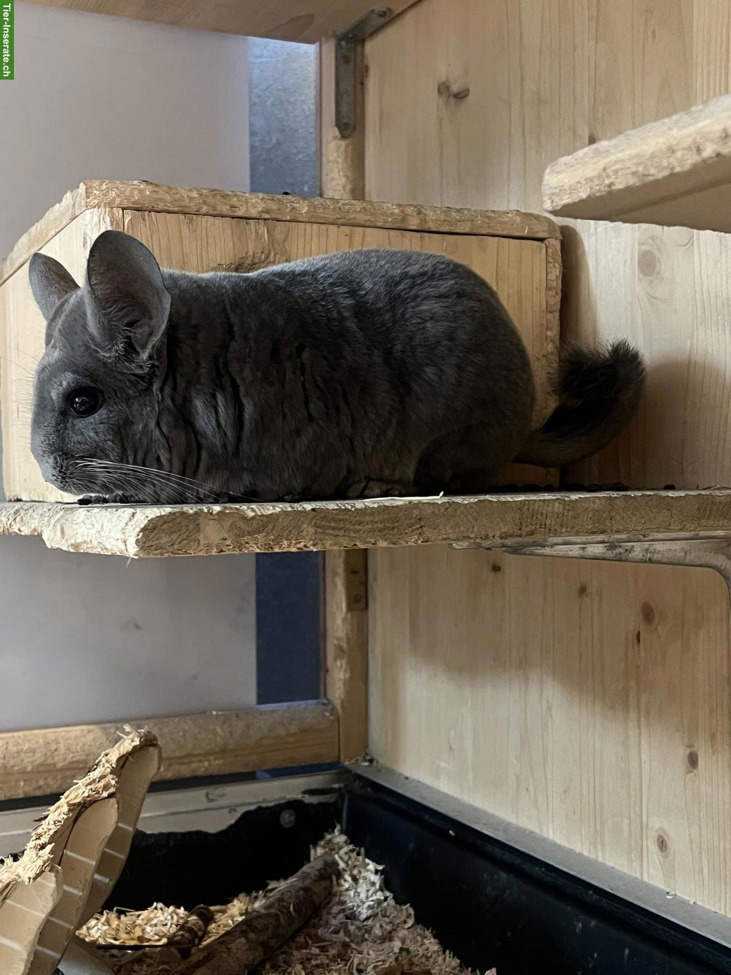 Bild 3: Chinchilla Afro Violett mit Stammbaum