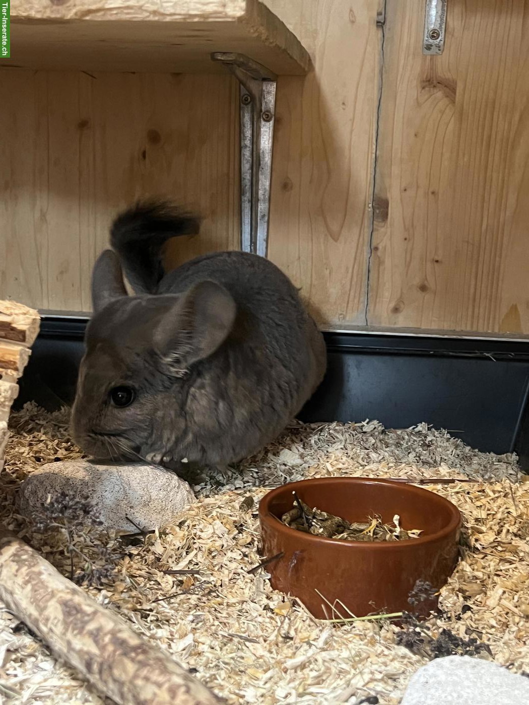 Bild 4: Chinchilla Afro Violett mit Stammbaum