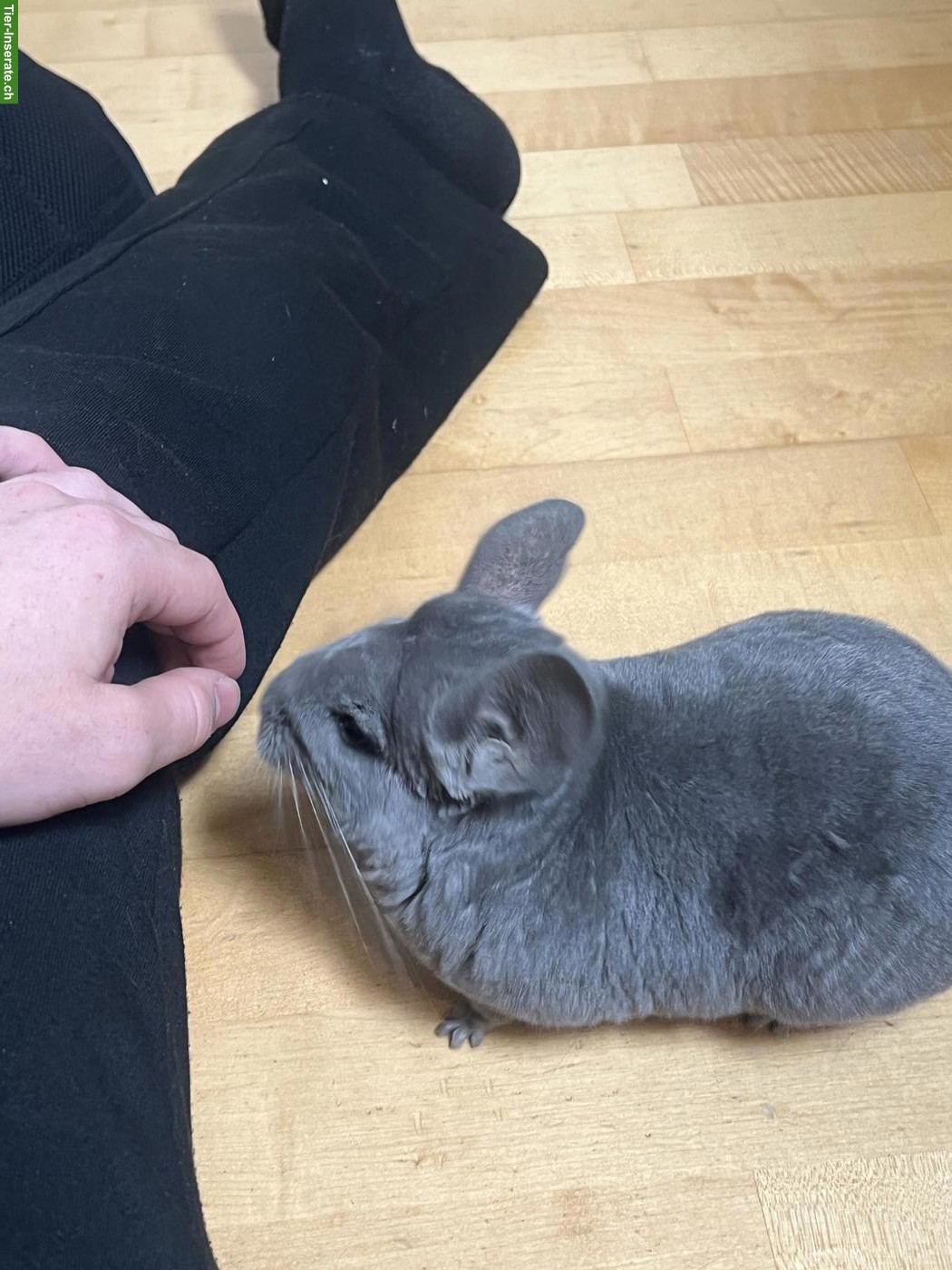 Bild 5: Chinchilla Afro Violett mit Stammbaum