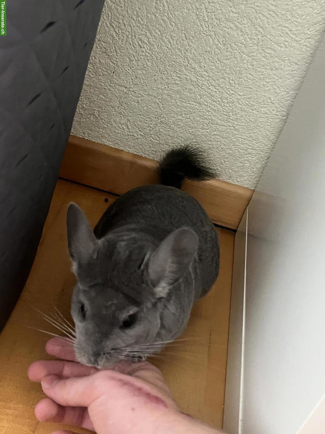 Bild 6: Chinchilla Afro Violett mit Stammbaum