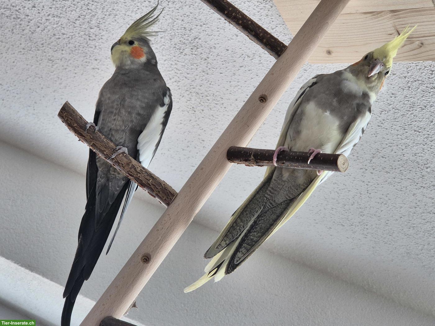 2 Nymphensittich Männchen zu verkaufen