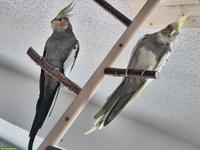 2 Nymphensittich Männchen zu verkaufen