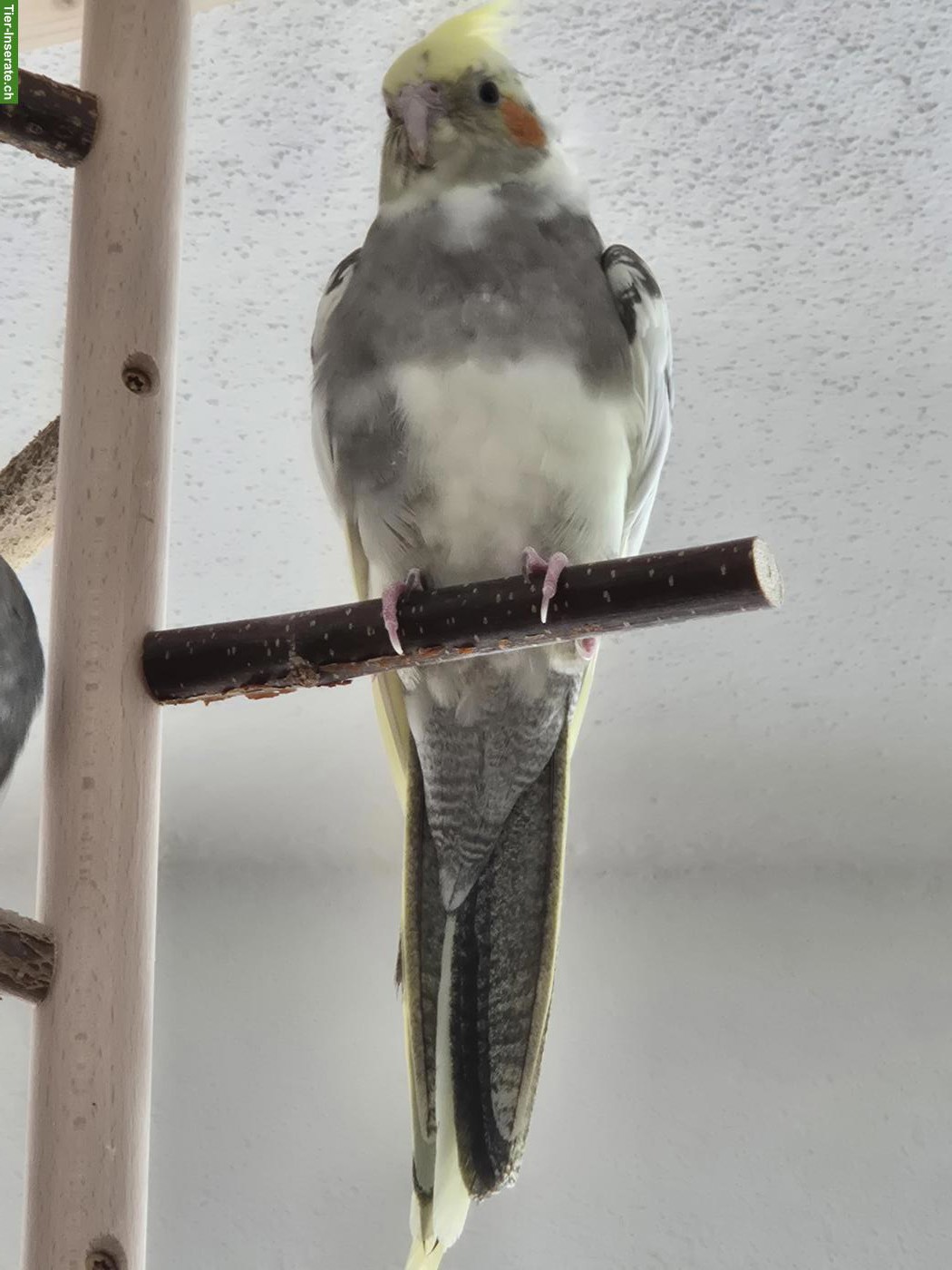 Bild 2: 2 Nymphensittich Männchen zu verkaufen