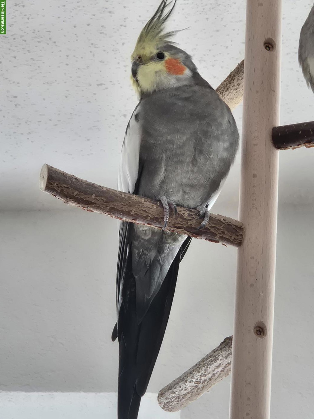 Bild 3: 2 Nymphensittich Männchen zu verkaufen