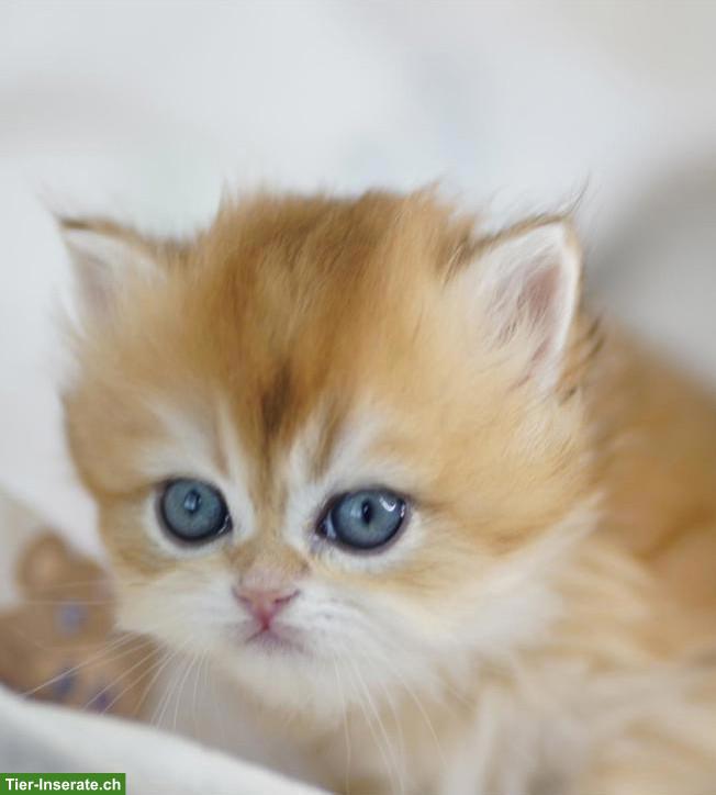 Bild 10: Britisch Langhaar Kater mit Stammbaum, WCF