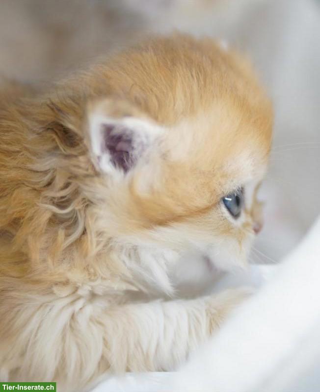 Bild 2: Britisch Langhaar Kater mit Stammbaum, WCF