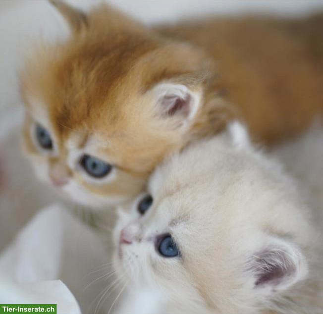 Bild 3: Britisch Langhaar Kater mit Stammbaum, WCF