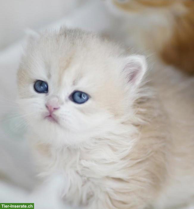 Bild 5: Britisch Langhaar Kater mit Stammbaum, WCF