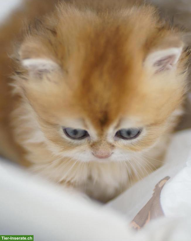 Bild 7: Britisch Langhaar Kater mit Stammbaum, WCF