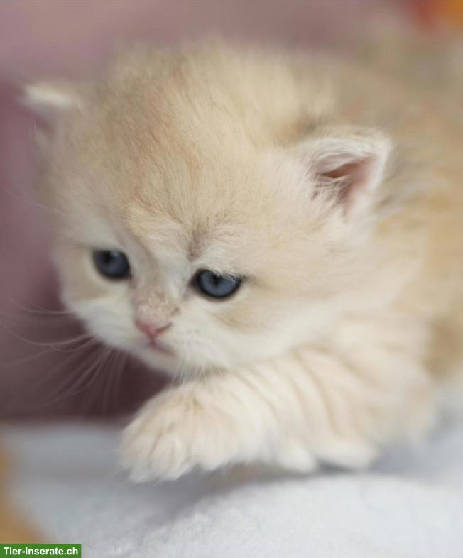 Bild 8: Britisch Langhaar Kater mit Stammbaum, WCF