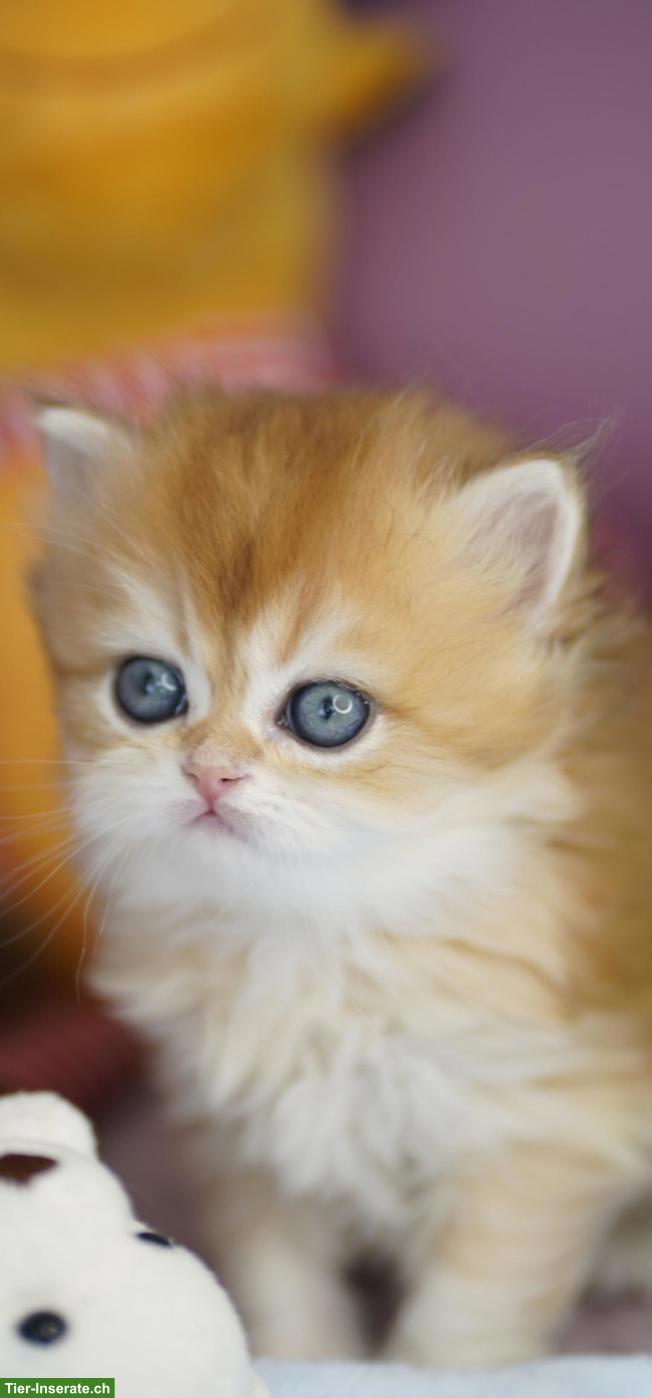 Bild 9: Britisch Langhaar Kater mit Stammbaum, WCF