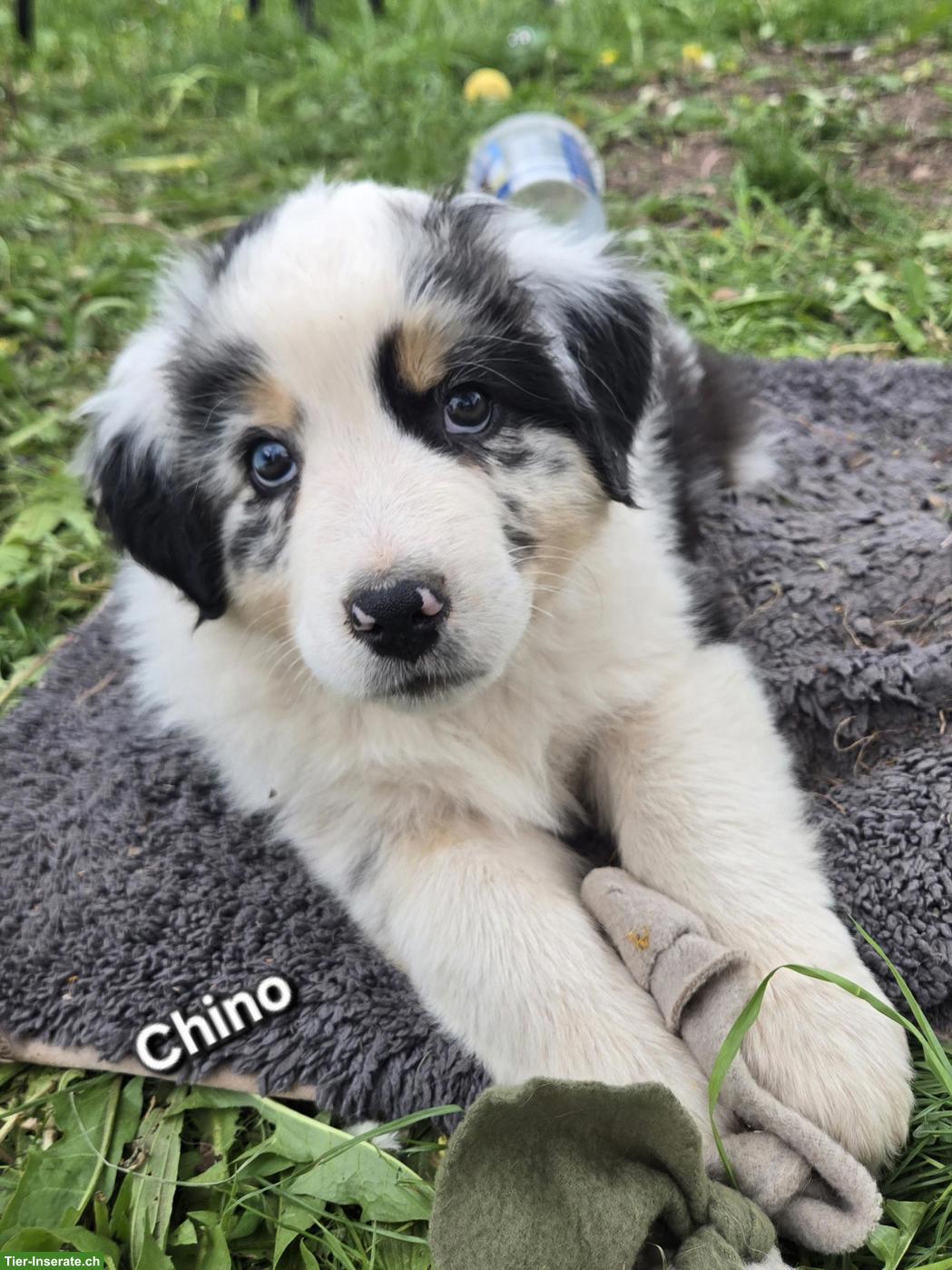 Australian Shepherd Welpen, 3 traumhaft schöne Rüden
