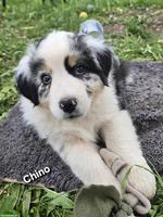 Australian Shepherd Welpen, 3 traumhaft schöne Rüden