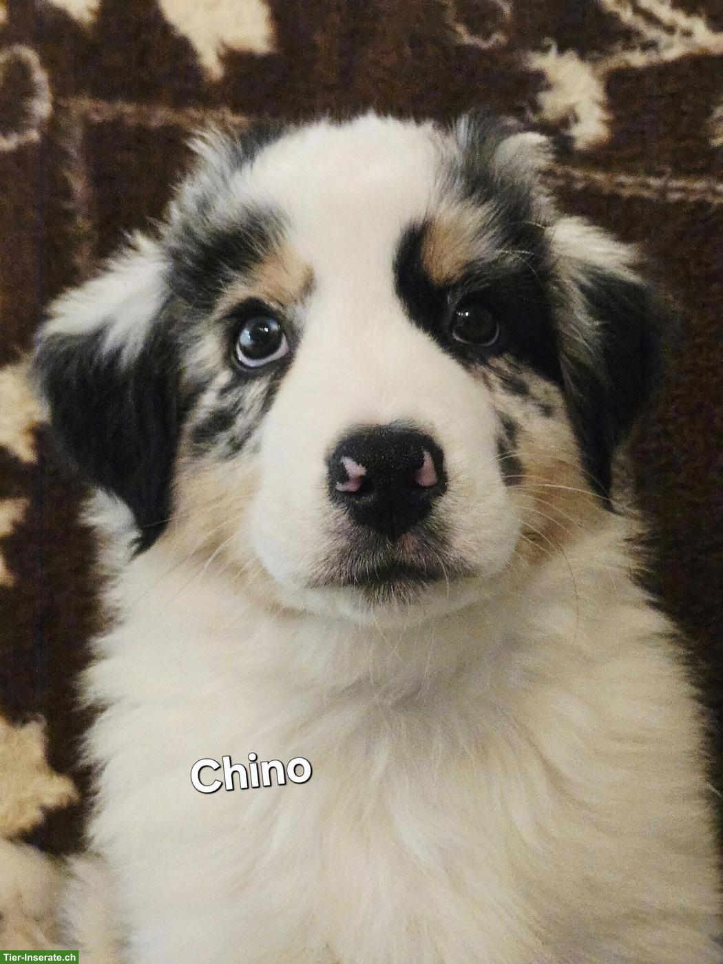 Bild 2: Australian Shepherd Welpen, 3 traumhaft schöne Rüden