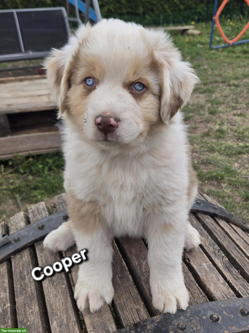 Bild 3: Australian Shepherd Welpen, 3 traumhaft schöne Rüden