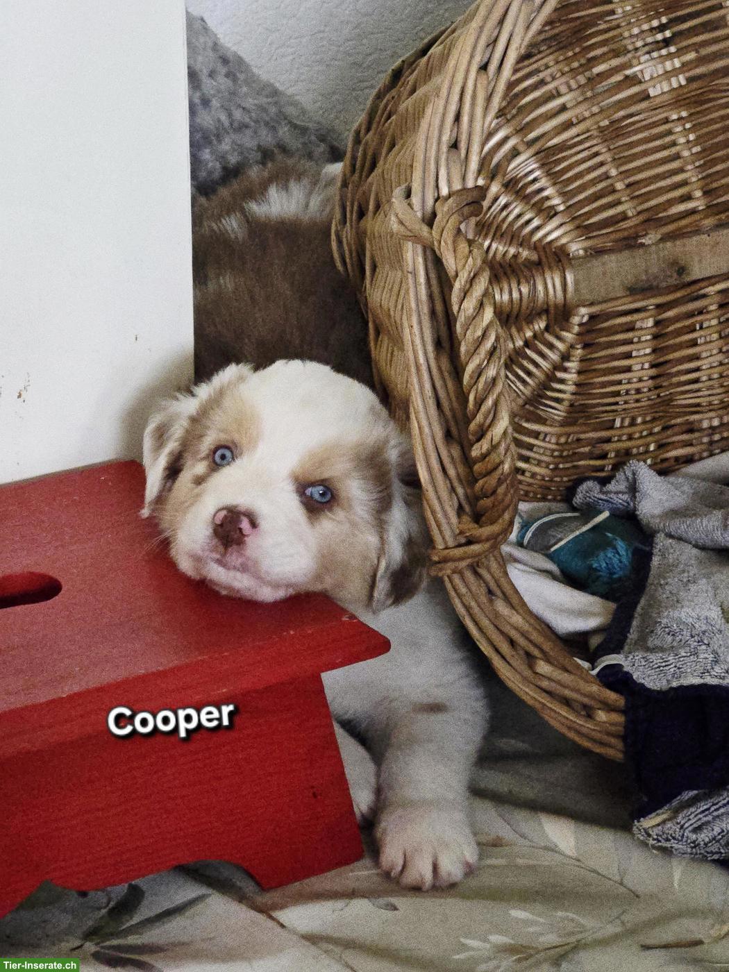 Bild 4: Australian Shepherd Welpen, 3 traumhaft schöne Rüden