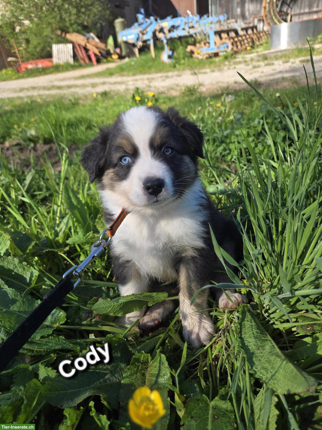 Bild 5: Australian Shepherd Welpen, 3 traumhaft schöne Rüden