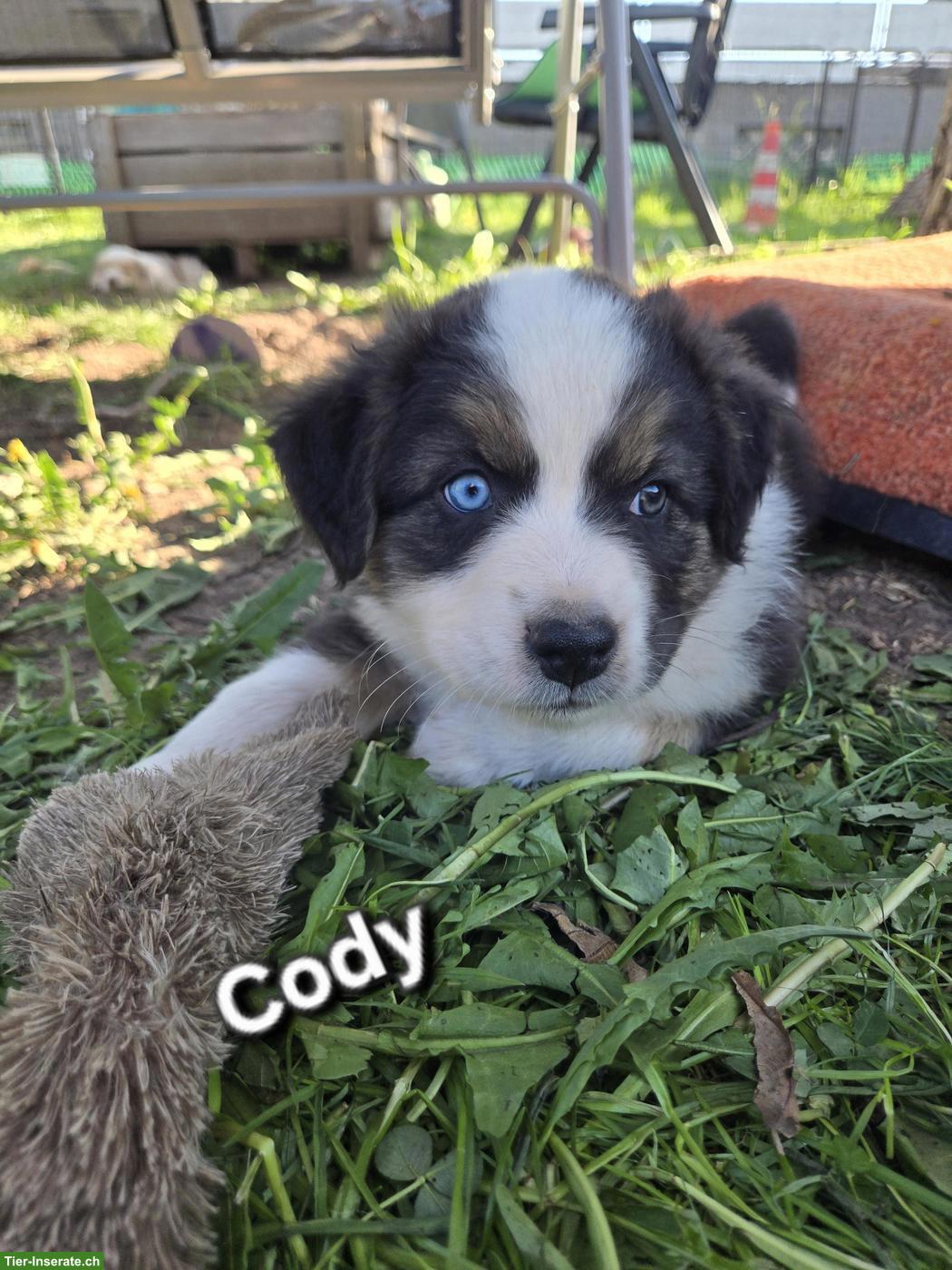 Bild 6: Australian Shepherd Welpen, 3 traumhaft schöne Rüden