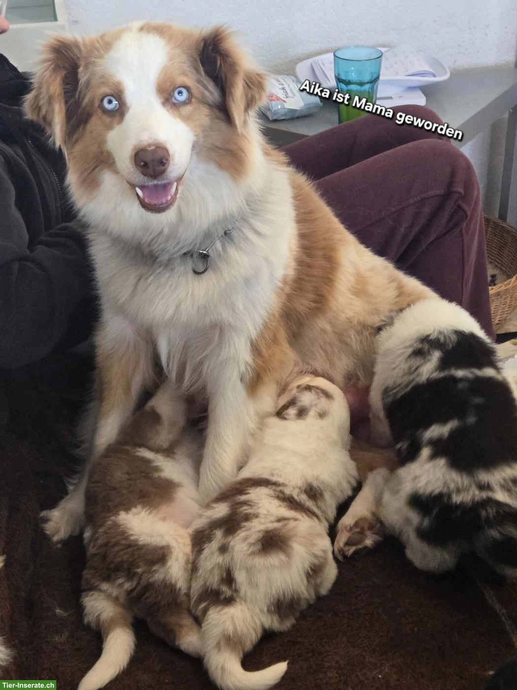 Bild 7: Australian Shepherd Welpen, 3 traumhaft schöne Rüden