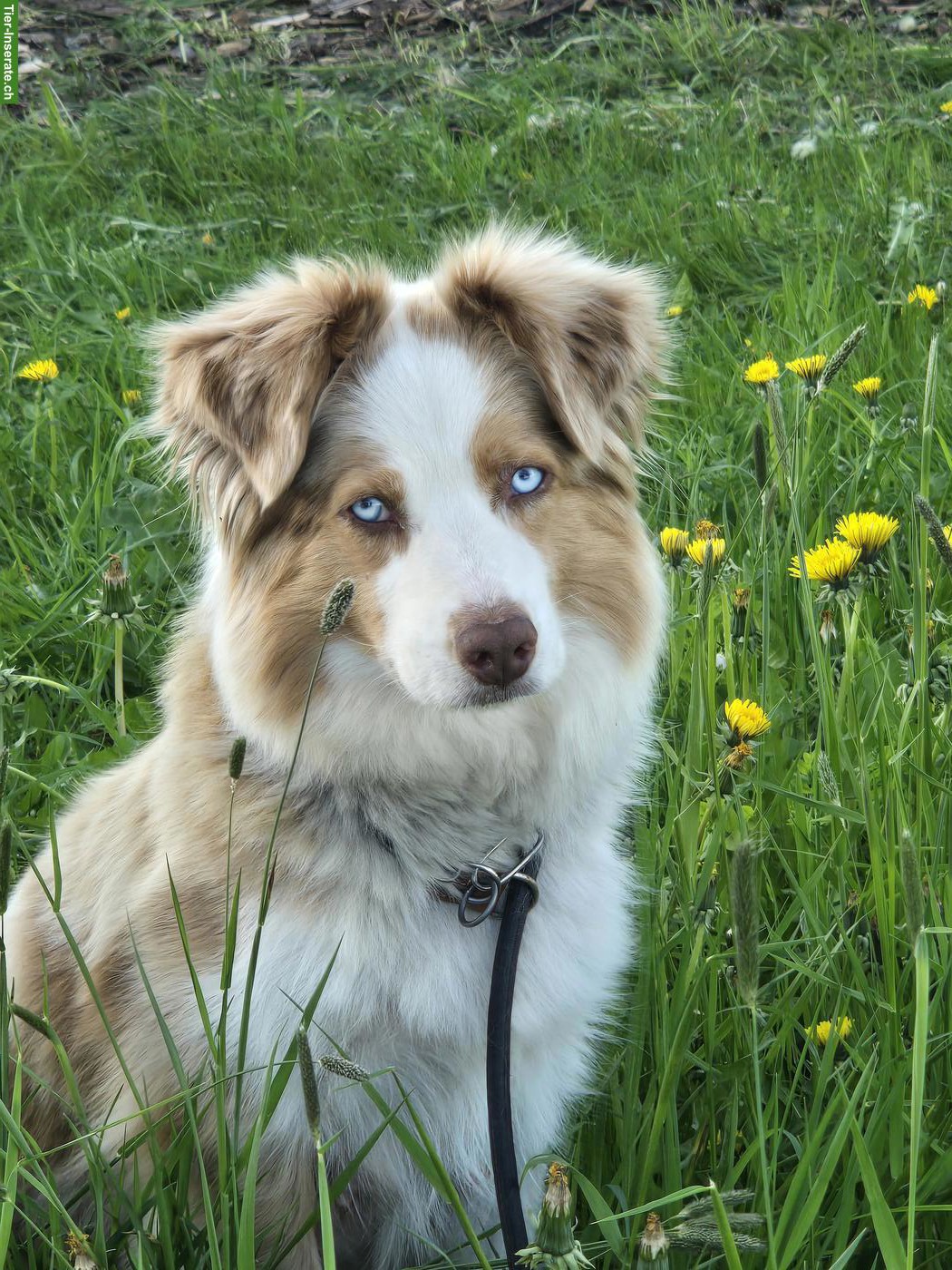 Bild 8: Australian Shepherd Welpen, 3 traumhaft schöne Rüden