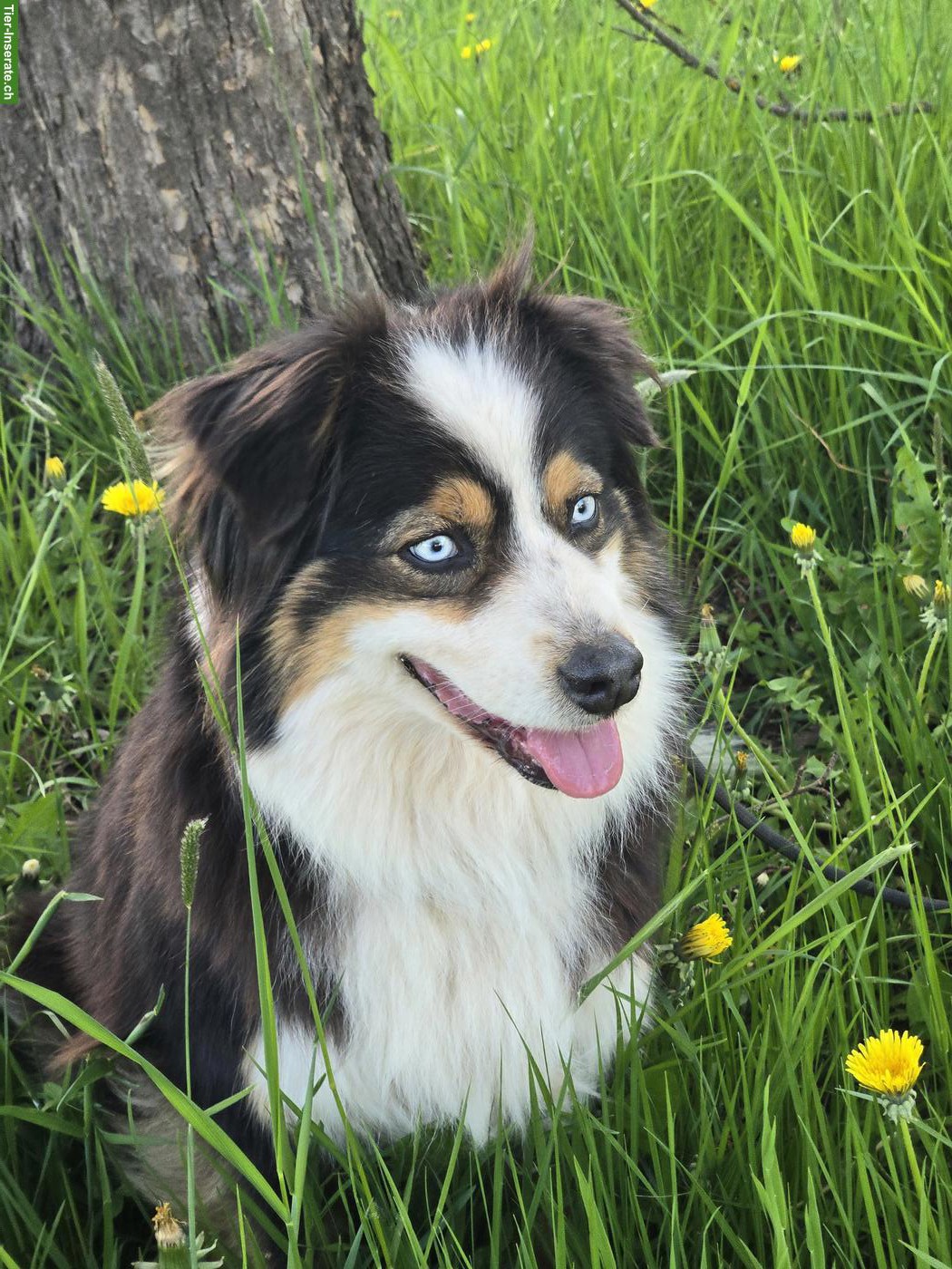 Bild 9: Australian Shepherd Welpen, 3 traumhaft schöne Rüden