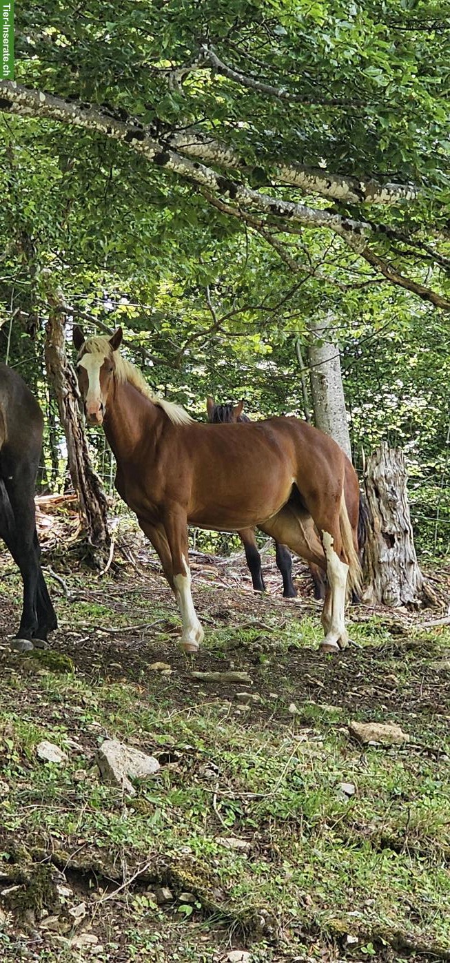 Bild 3: Freiberger Fuchsstute 2-jährig zu verkaufen