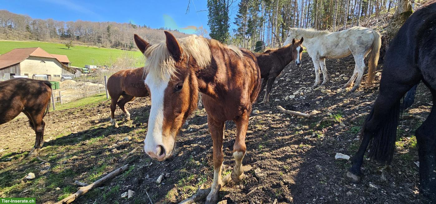 Bild 5: Freiberger Fuchsstute 2-jährig zu verkaufen