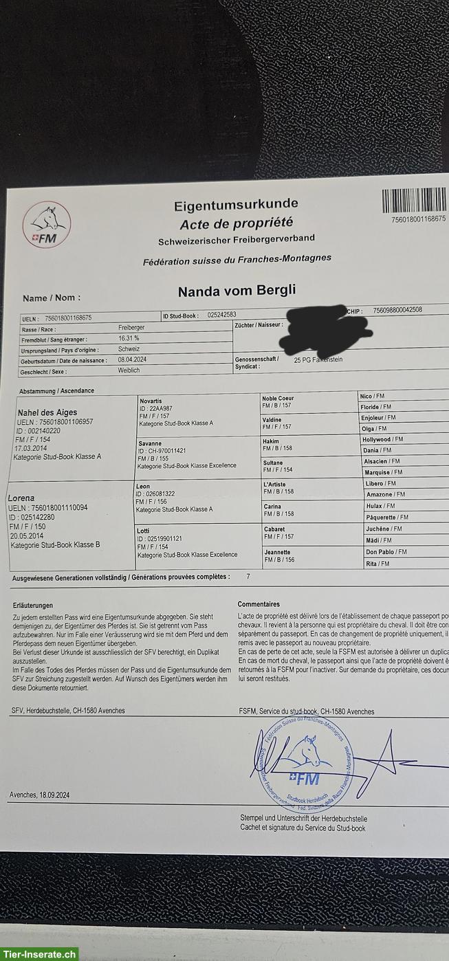 Bild 6: Freiberger Fuchsstute 2-jährig zu verkaufen