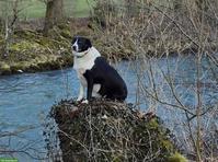 Treue Border Collie Hündin sucht liebes Zuhause