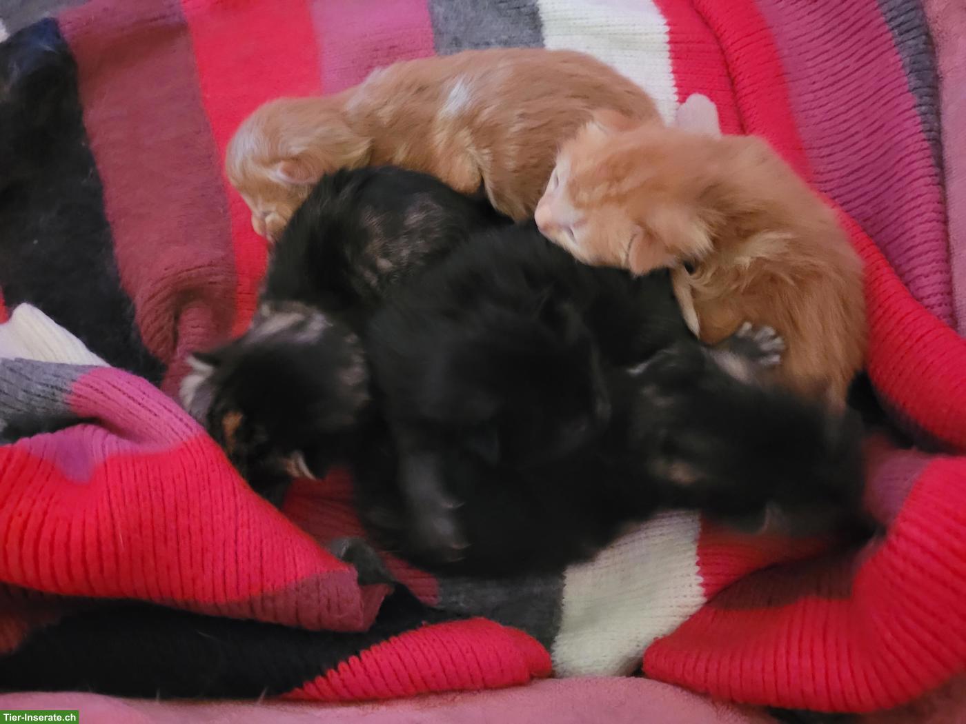 Kleine süsse Kitten, Kater & Kätzinnen