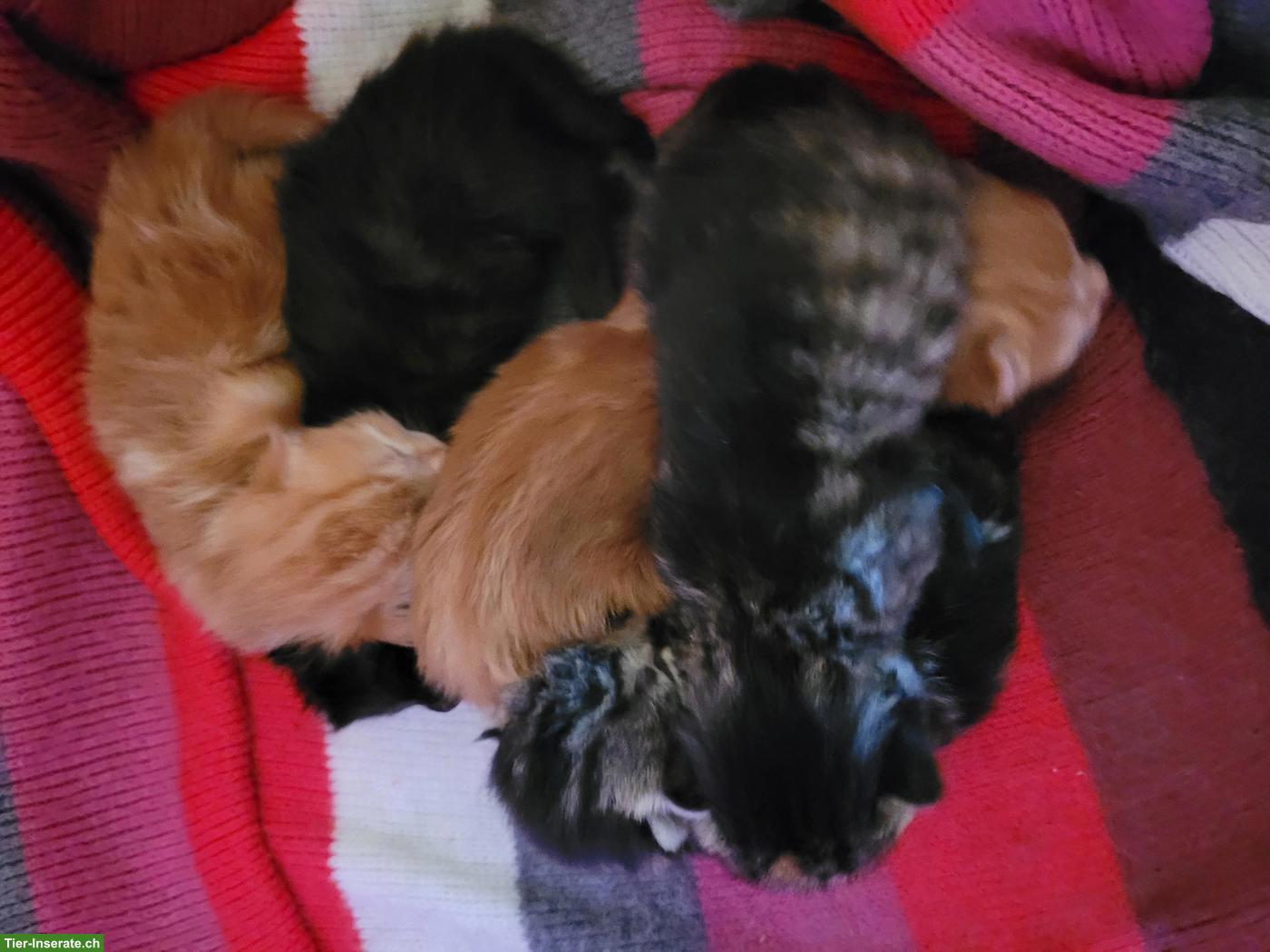 Bild 2: Kleine süsse Kitten, Kater & Kätzinnen