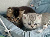 Süsse BLH x BKH Mix Kitten zu verkaufen