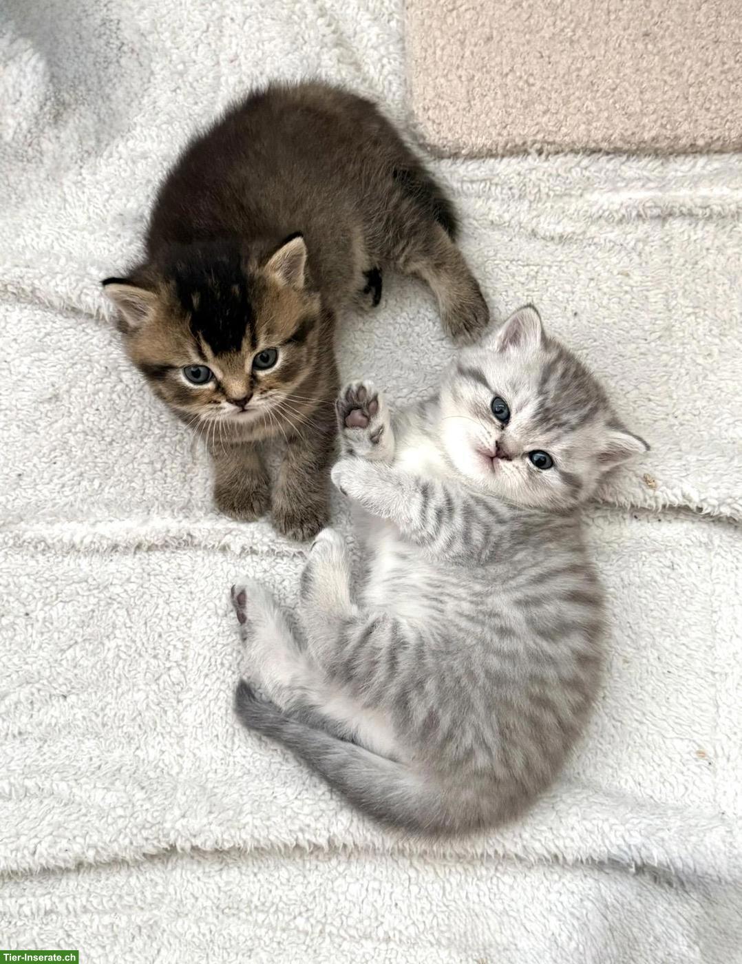 Bild 2: Süsse BLH x BKH Mix Kitten zu verkaufen