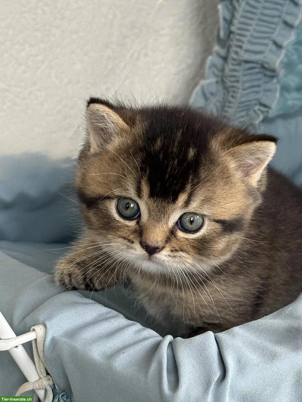 Bild 3: Süsse BLH x BKH Mix Kitten zu verkaufen