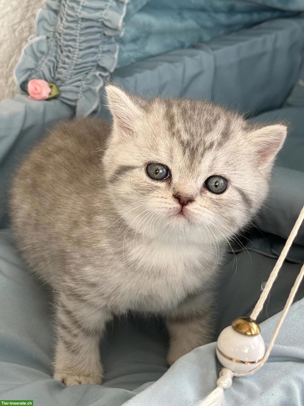 Bild 4: Süsse BLH x BKH Mix Kitten zu verkaufen