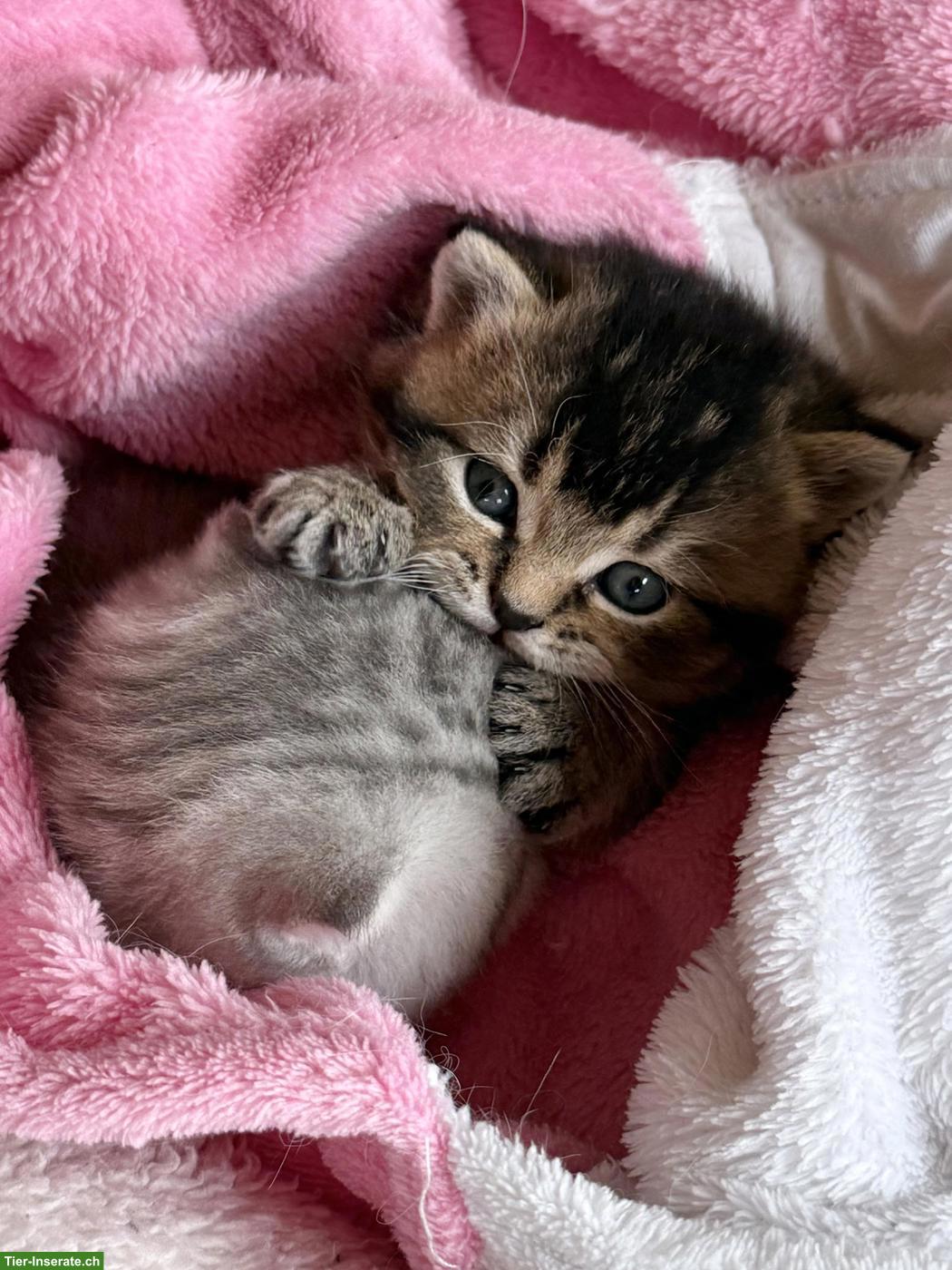Bild 5: Süsse BLH x BKH Mix Kitten zu verkaufen