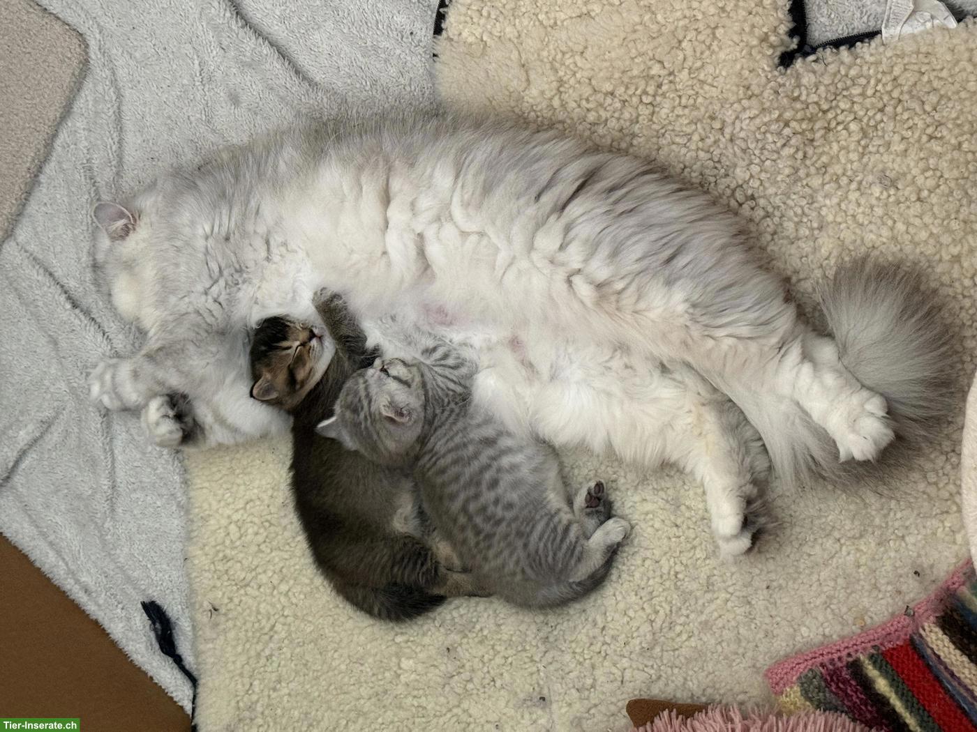 Bild 6: Süsse BLH x BKH Mix Kitten zu verkaufen