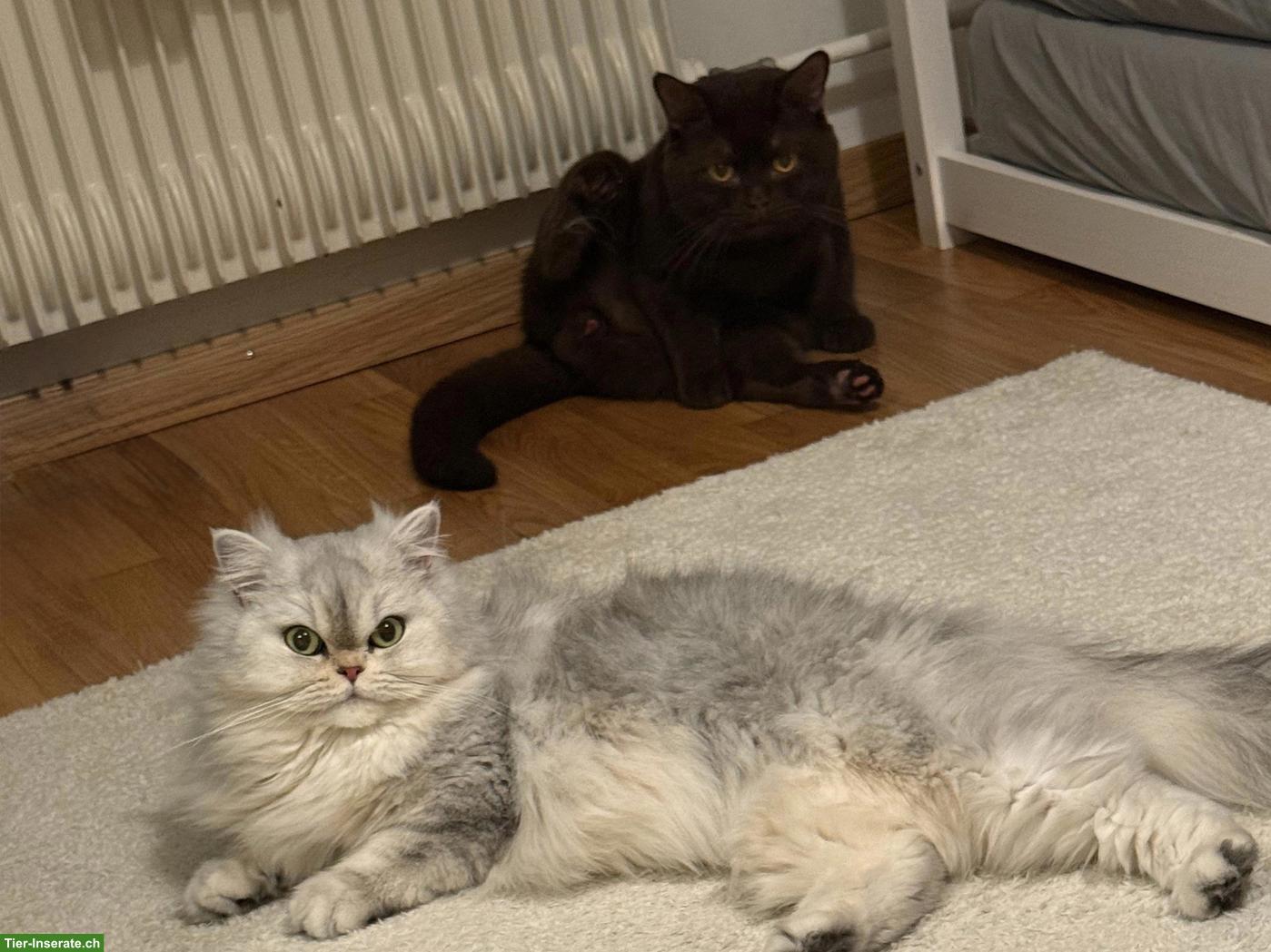 Bild 7: Süsse BLH x BKH Mix Kitten zu verkaufen