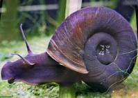 Teichfische, Posthornschnecken GESUCHT für unser Biotop
