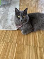 Liebevolles Katzengspänli gesucht 🐾