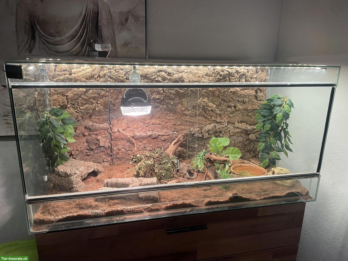 Westliche Hakennasennatter mit Terrarium