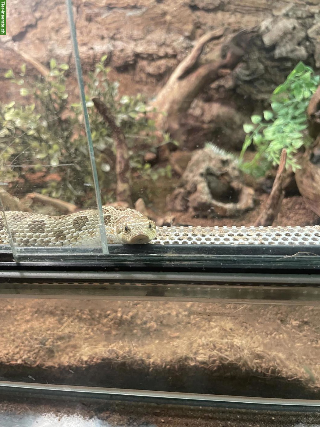 Bild 2: Westliche Hakennasennatter mit Terrarium