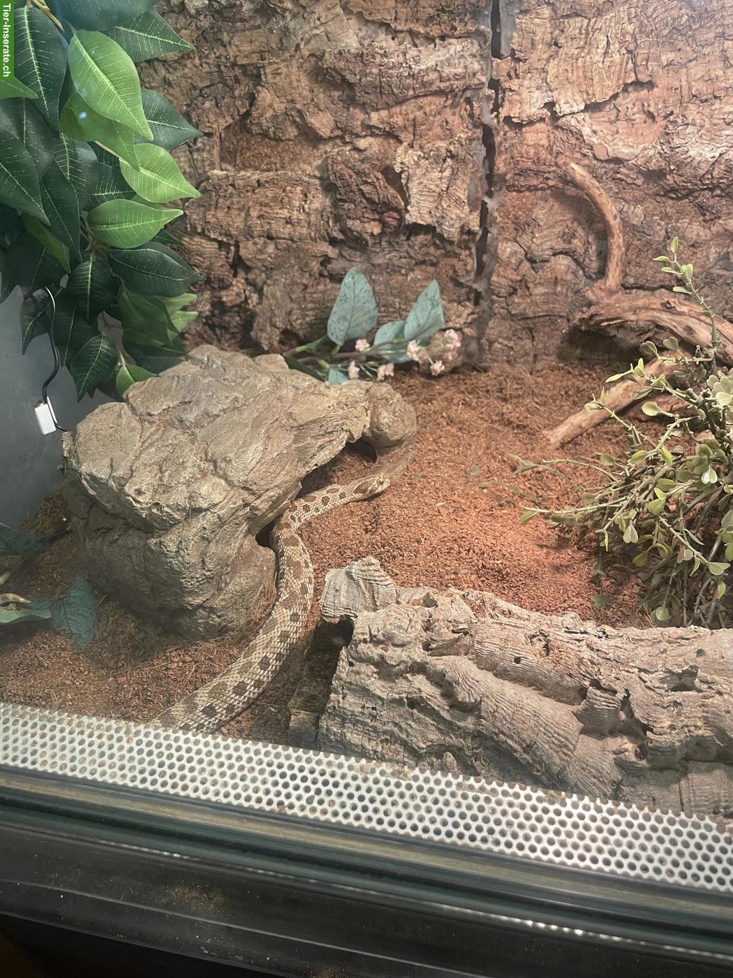 Bild 6: Westliche Hakennasennatter mit Terrarium