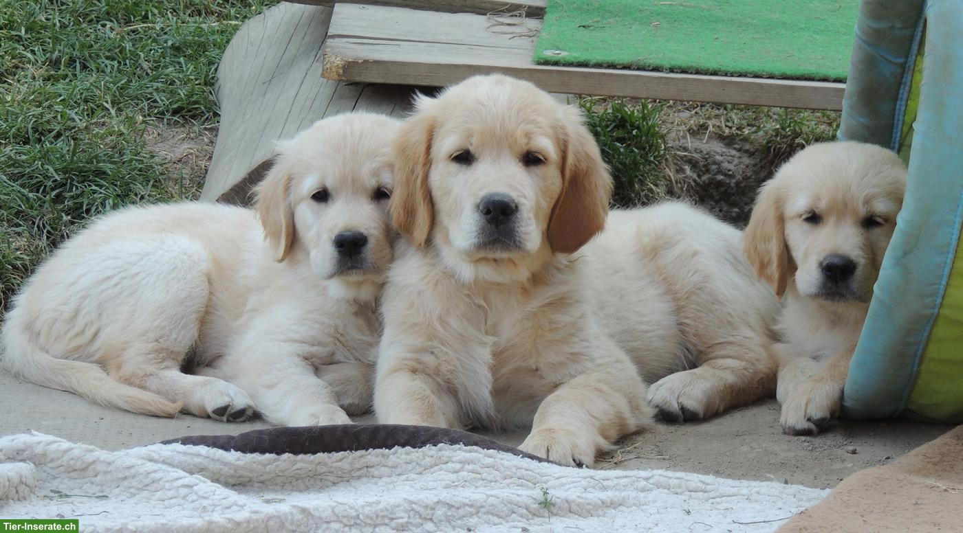 Golden Retriever Welpen